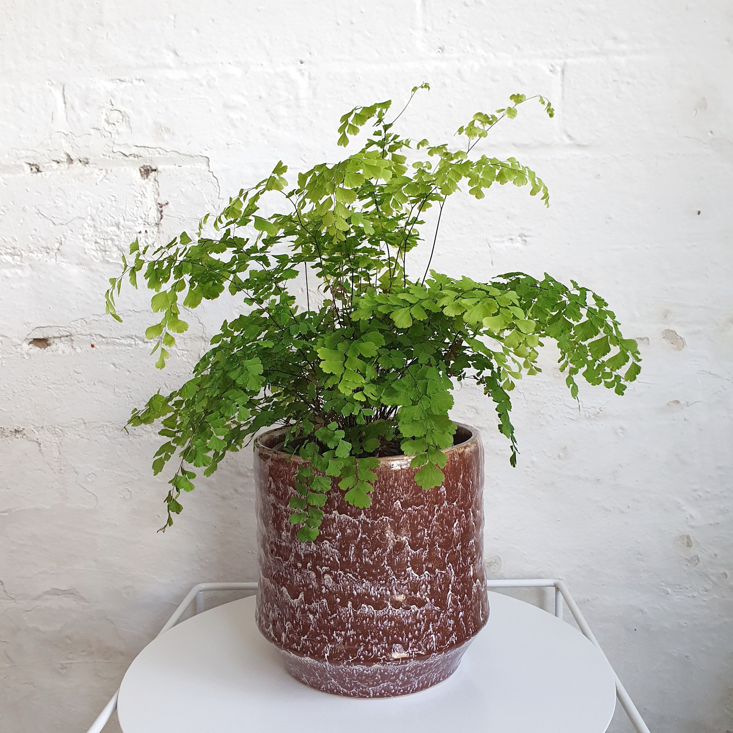 Adiantum fragrans (Maidenhair Fern) - 14cm pot